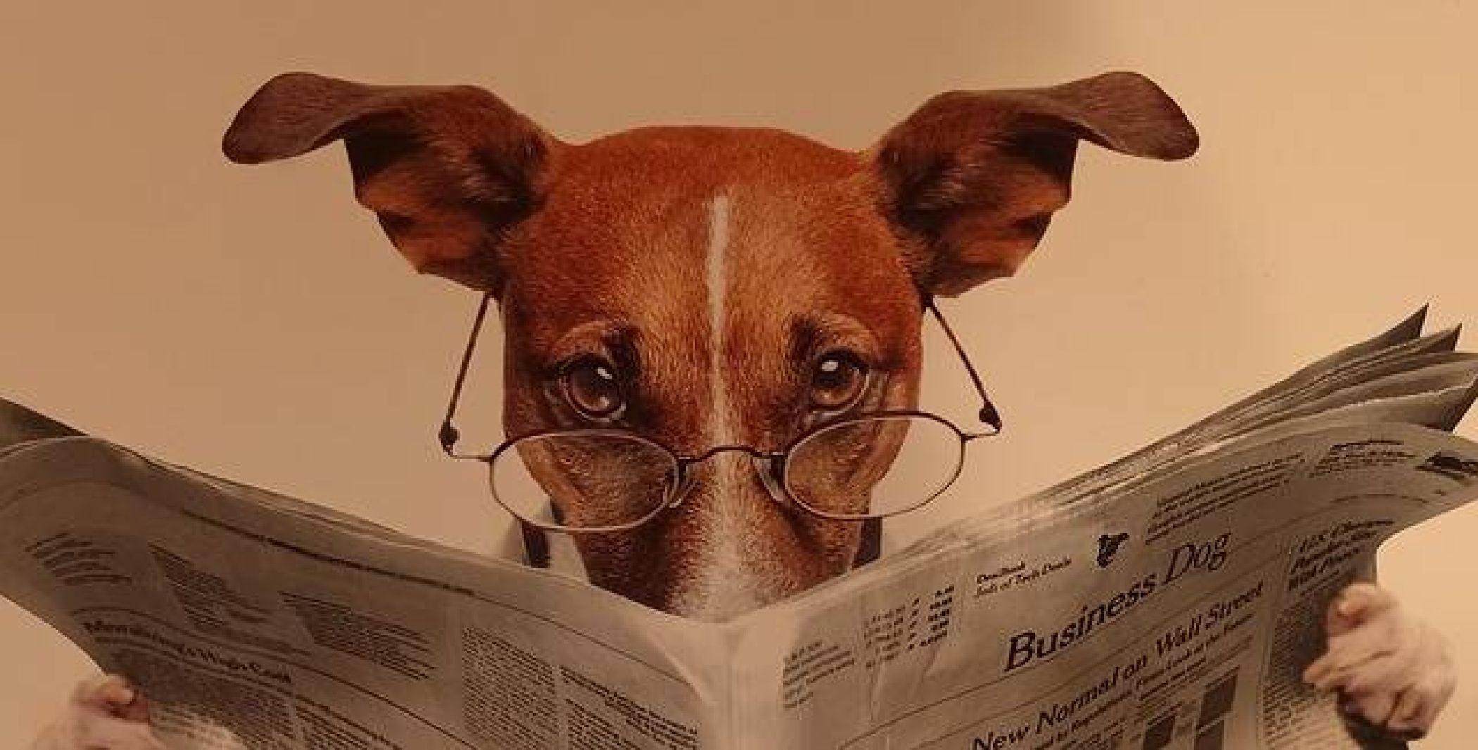 dog-7389946-640.jpg -